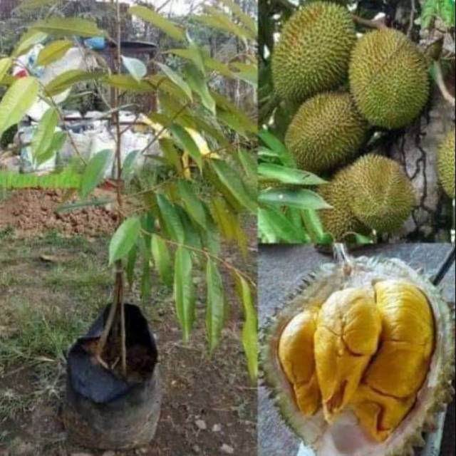 Bibit durian musangking kaki 3