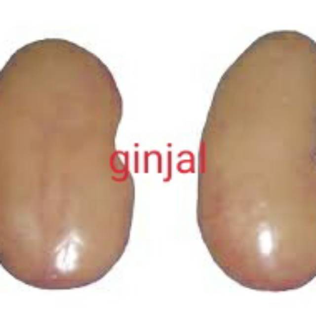 

Ginjal babi sepasang