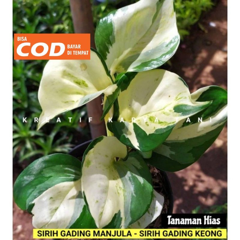 Tanaman hias sirih gading manjula - Sirih gading manjula keong