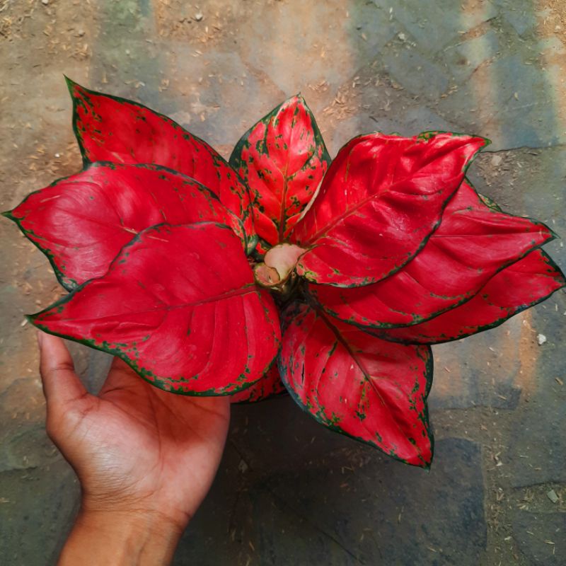 Aglonema Tanaman Hias Bunga Red Anjamani / Aglonema Murah Bukan Bonggol Red Anjamani