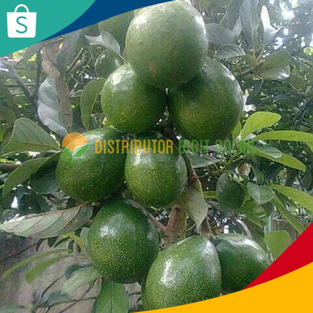 Paket 10 bibit alpukat kendil bibit okulasi majalengka