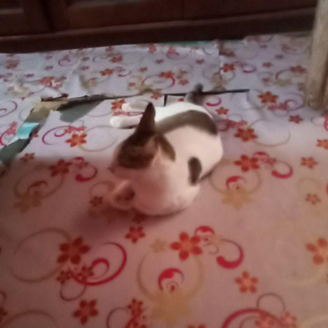 Couple Batik Asmara Linggar Srg 7 By Suryandhanu 4666784743886 Couple L - Fit X Seharga