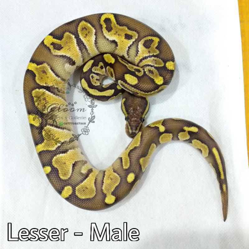 Ball Python BP Lesser MALE baby up size +/- 45 cm