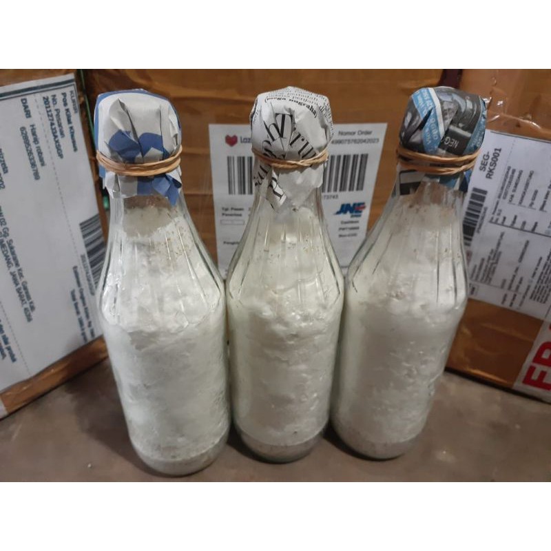 

Bibit jamur shitake f2