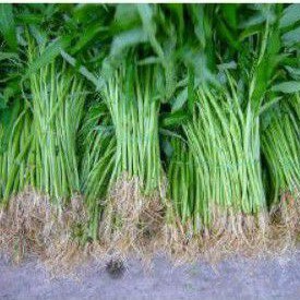 

Sayur kangkung 3 ikat 7000