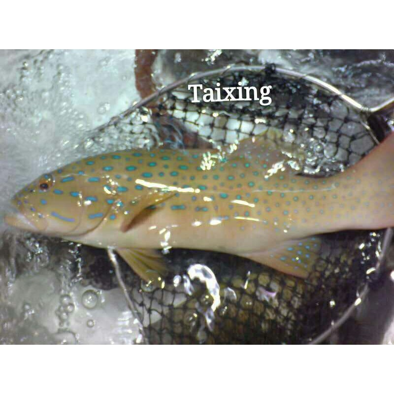 

Foss Seafood Ikan Kerapu Taixing Frozen (beku) size L