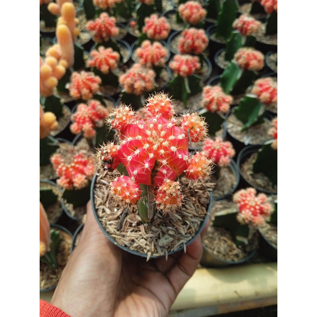 TANAMAN KAKTUS GYMNO IMPORT THREE COLOUR MEDIUM TANAMAN SUKULEN GRAFTING MURAH