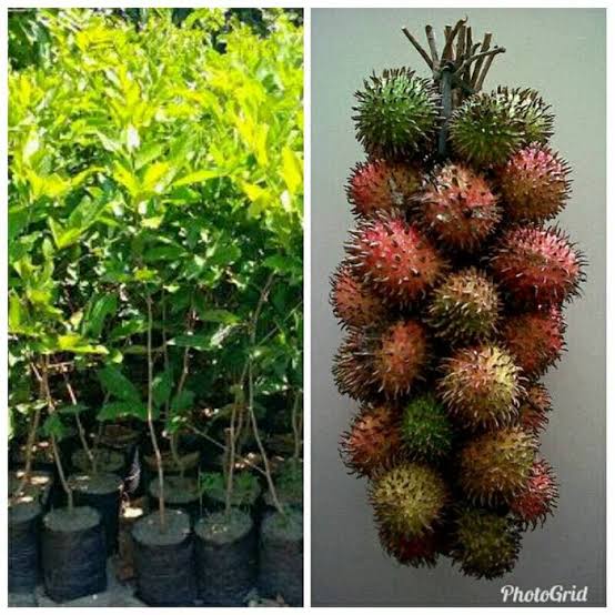 BIBIT RAMBUTAN RAPIAH OKULASI