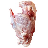 

Ayam - Tulang Badan