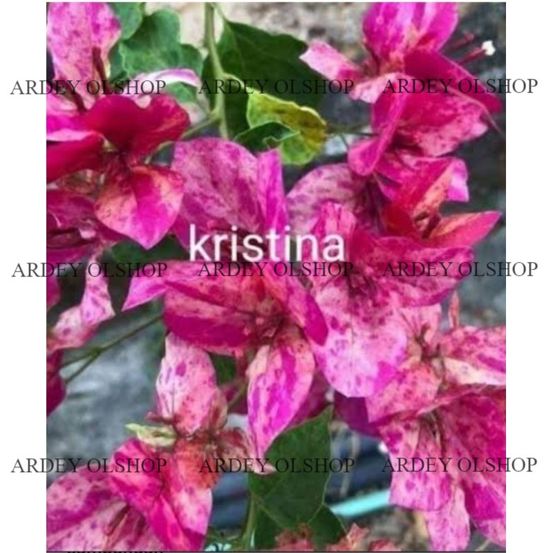 bibit bunga Bougenville jenis Kristina dalam polibeg