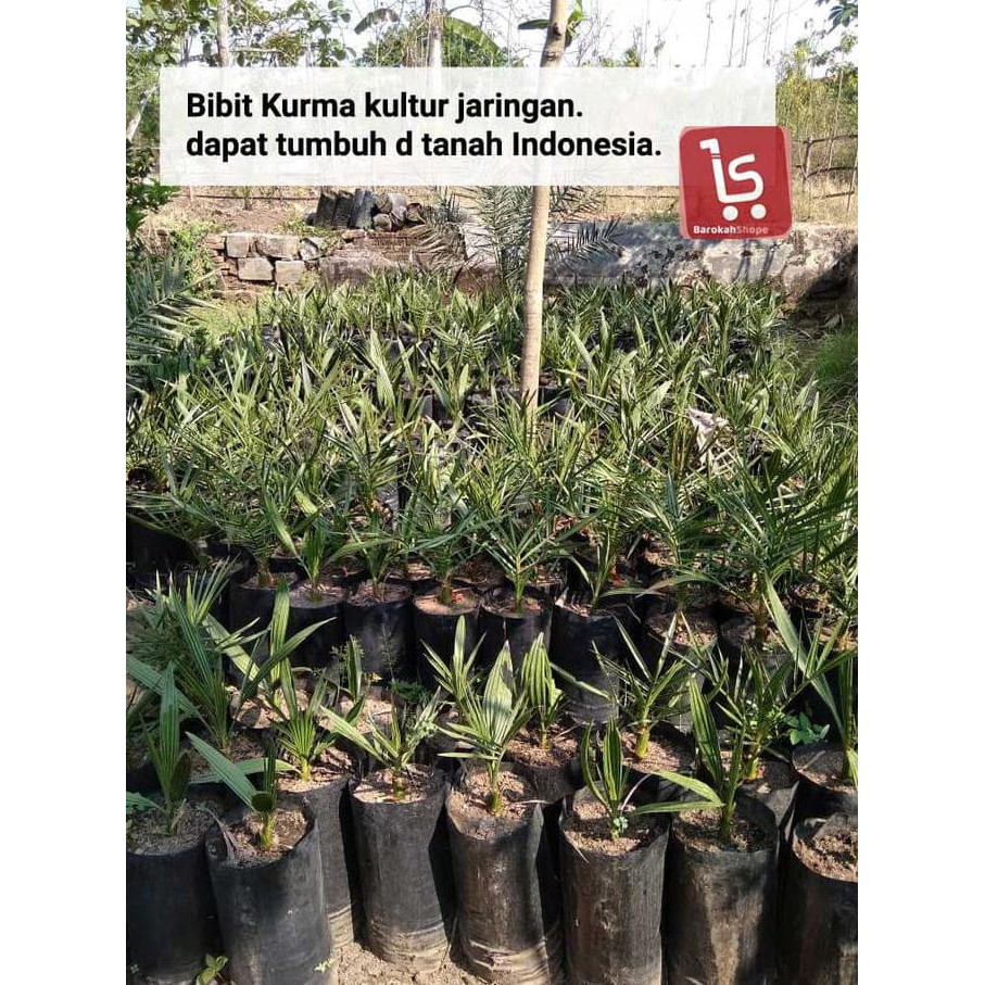 Tulen Bibit Kurma Kultur Jaringan / Bibit Pohon Kurma Super Jual