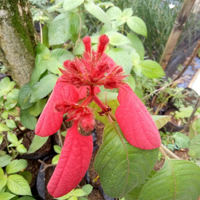 tanaman hias nusa indah merah - bibut tanaman nusa indah merah