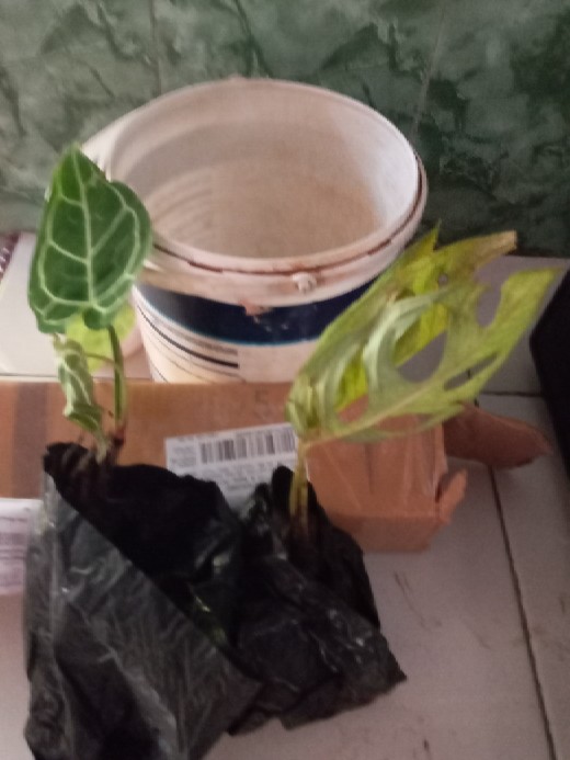 Tanaman Hias Monstera Obliqua//monster Janda Bolong // Janbol