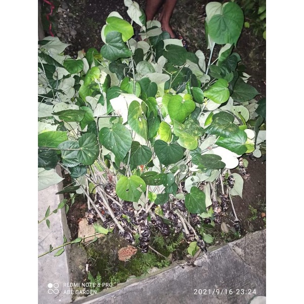 BIBIT BONSAI WARU INDIA 40-60cm