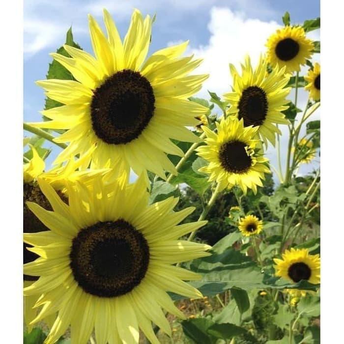 Bunga Matahari Lemon Queen - Jual New Benih Sunflower Bunga Matahari Lemon Queen 1 Pack 10 Seeds Import Best Seller Di Lapak Salshabilla Salshabilla939 / Sunflower mini grow kit writable sticker with rp 30.000: