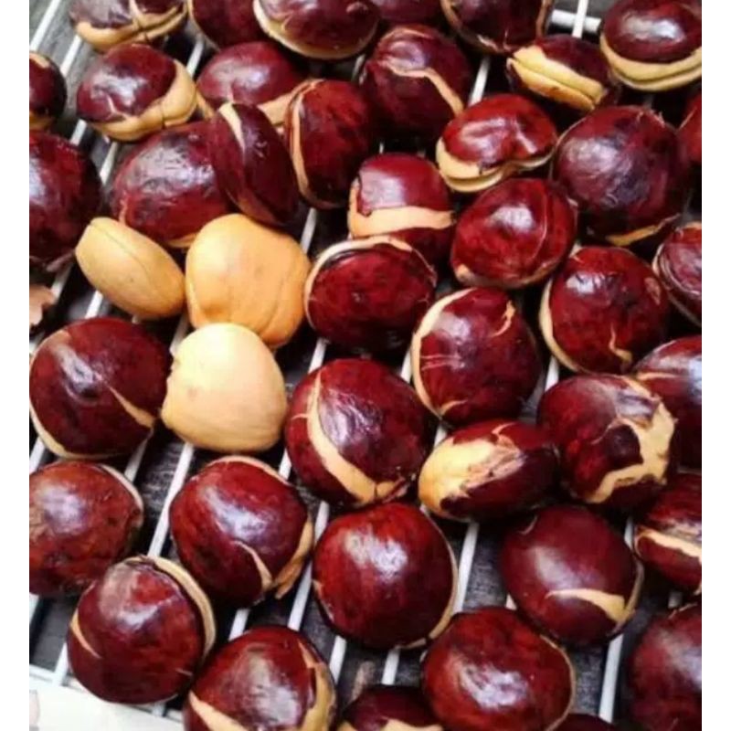 

Jengkol Segar / 250gram