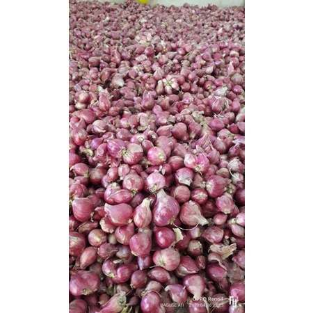

Bawang merah SUPER A (TERMURAH 1KG)