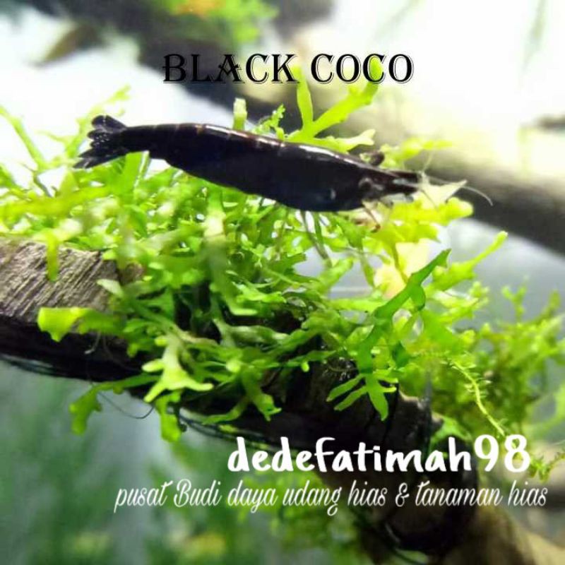 udang hias aquascape black coco