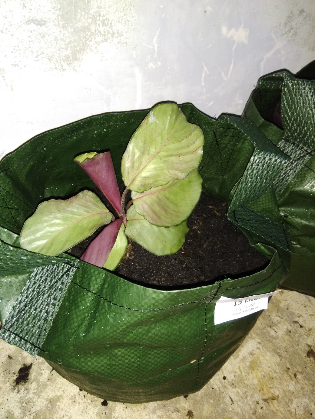 Tanaman Hias Spesial Paket Calathea - Kalatea Silverplat,gr.lipstik,ornata,makoyana