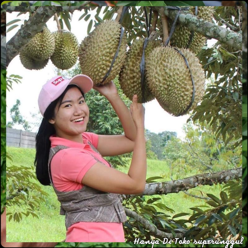 Bibit Durian Musangking kaki Tiga Unggul