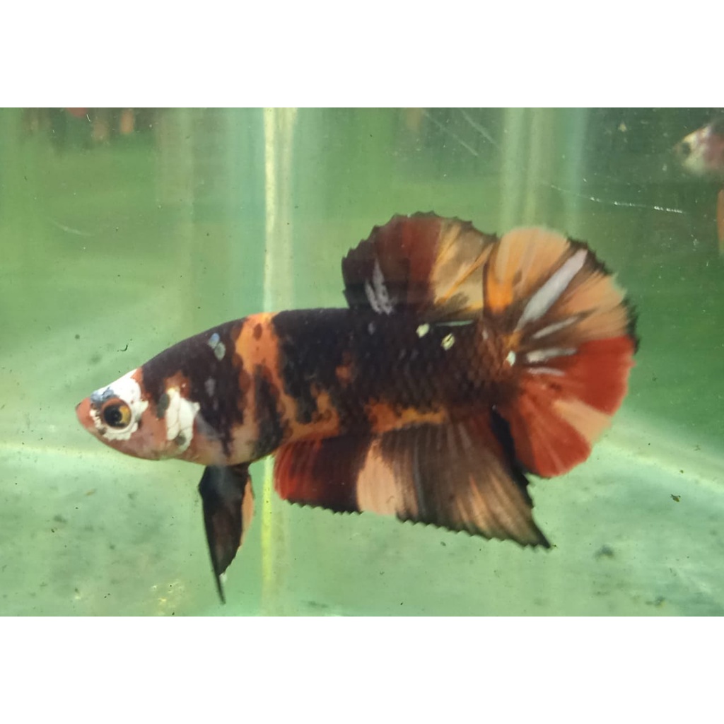 CUPANG PK BLACK NEMO COPPER/NEMO GHOST 100% REALPICT (88BNC1)