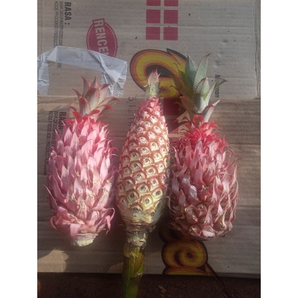 

nanas merah/nanas untuk obat