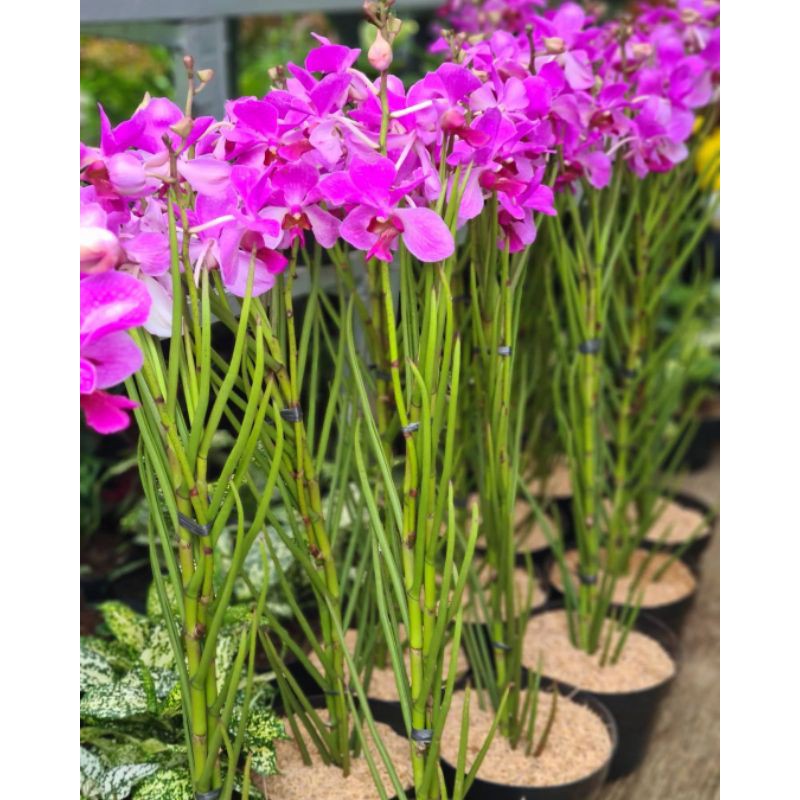 anggrek Vanda douglas