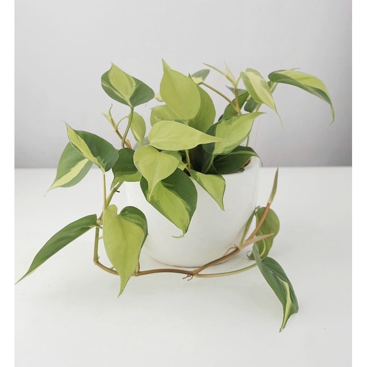 Tanaman hidup sirih gading brazil-sirih gading koin varigata-tanaman hias hidup-bunga hidup--tanaman