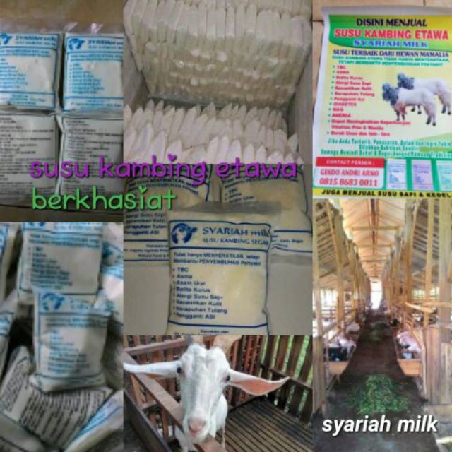 

Susu kambing etawa bagus buat pengobatan