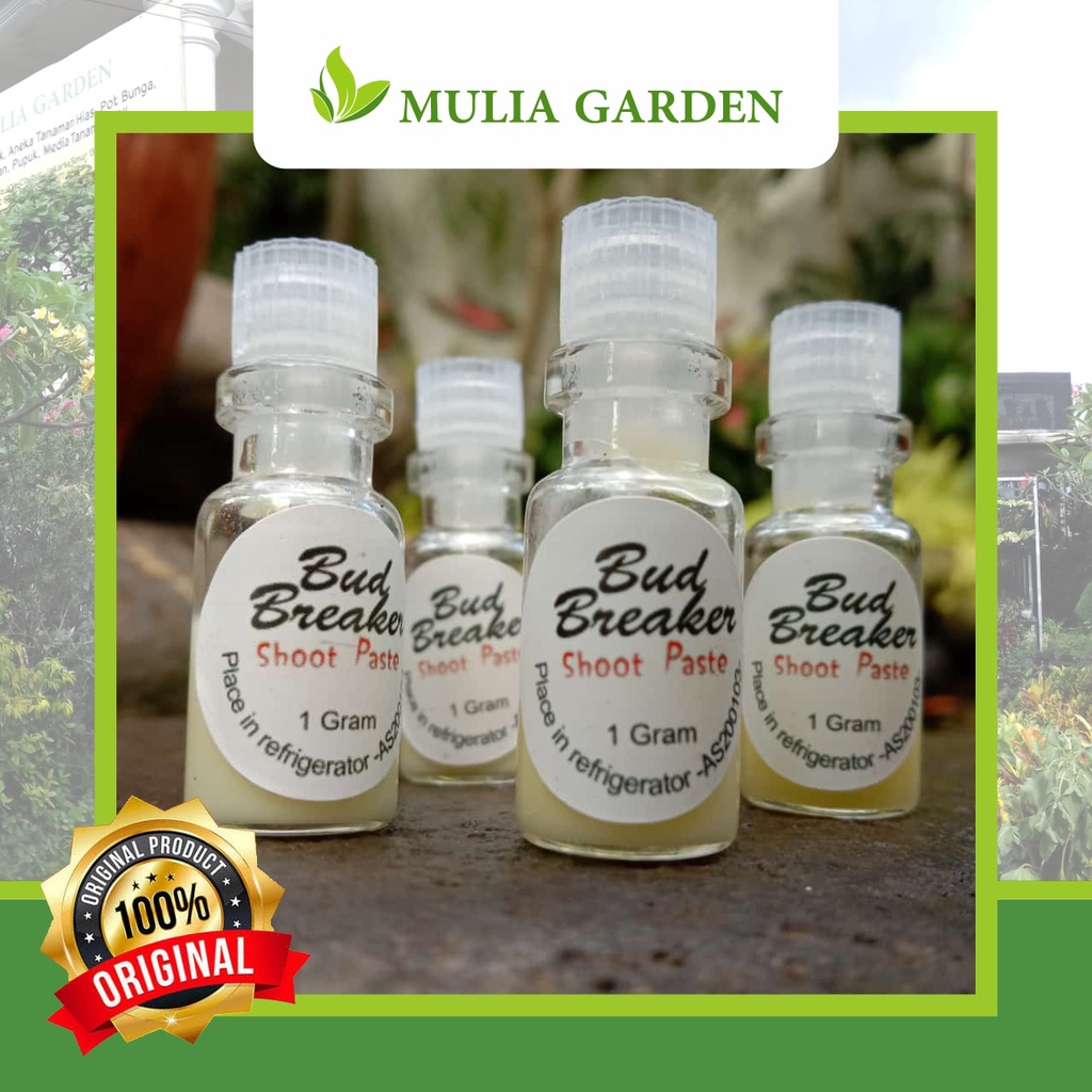 "BUD BREAKER" Hormon Penumbuh Tunas Anggrek Berbentuk Salep