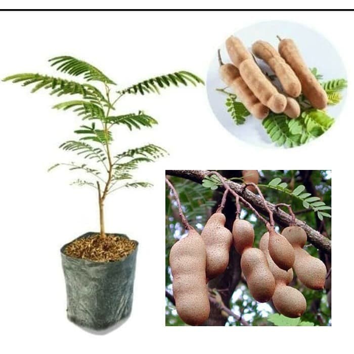 Bibit Asem Jawa Bibit Asam Jawa Pohon Asem Pohon Asam Tanaman Asem