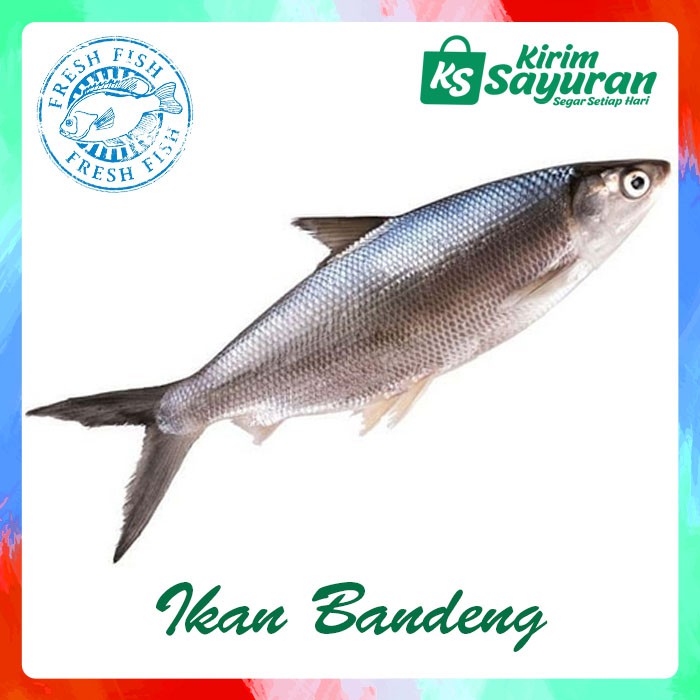 

Ikan Bandeng Segar (500 g)