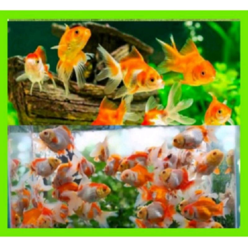 

IKAN MASKOKI MURAH SE INDONESIA