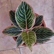 tanaman hias bonggol  aglonema minions