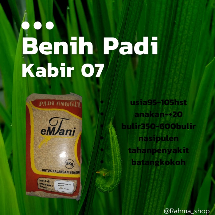 BENIH PADI KABIR 07 GENJAH 85 HST