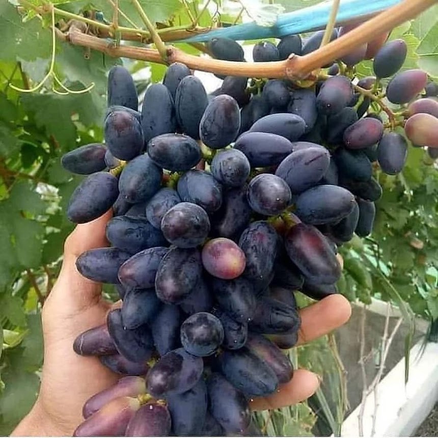 PROMO ENTRES anggur import Transfiguration,Akademik,Ninel,Baikonoer,Julian