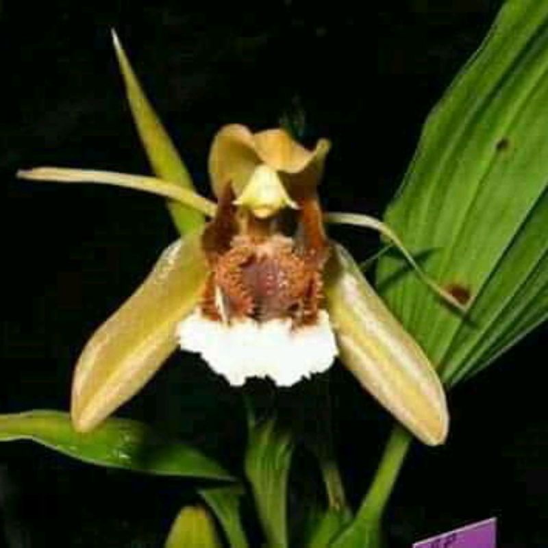 Baru Anggrek coelogyne speciosa