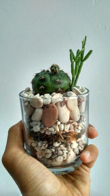 Kaktus Dan Sekulen ( Minimal 30 Packs )