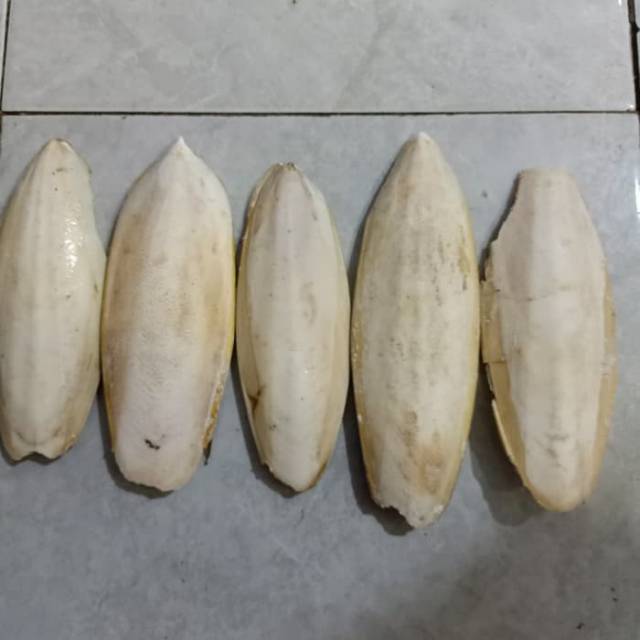 Sotong makanan lovebird/sotong lovebird/tulang sotong lovebird/tulang sotong/makanan lovebird