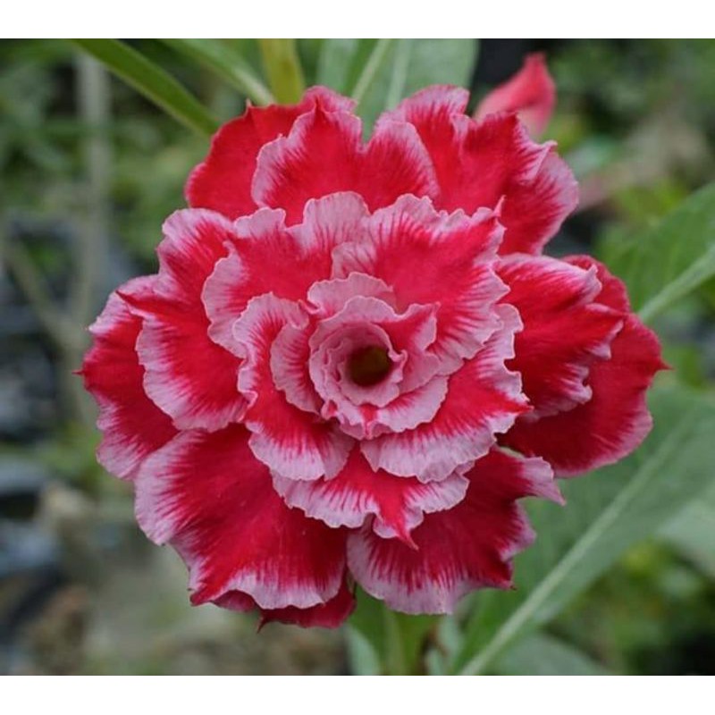 Adenium bunga tumpuk merah