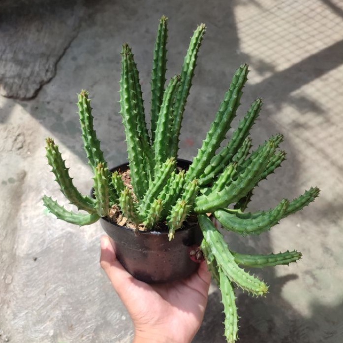 Huernia Schneideriana cluster/Huernia/Huernia Red Dragon