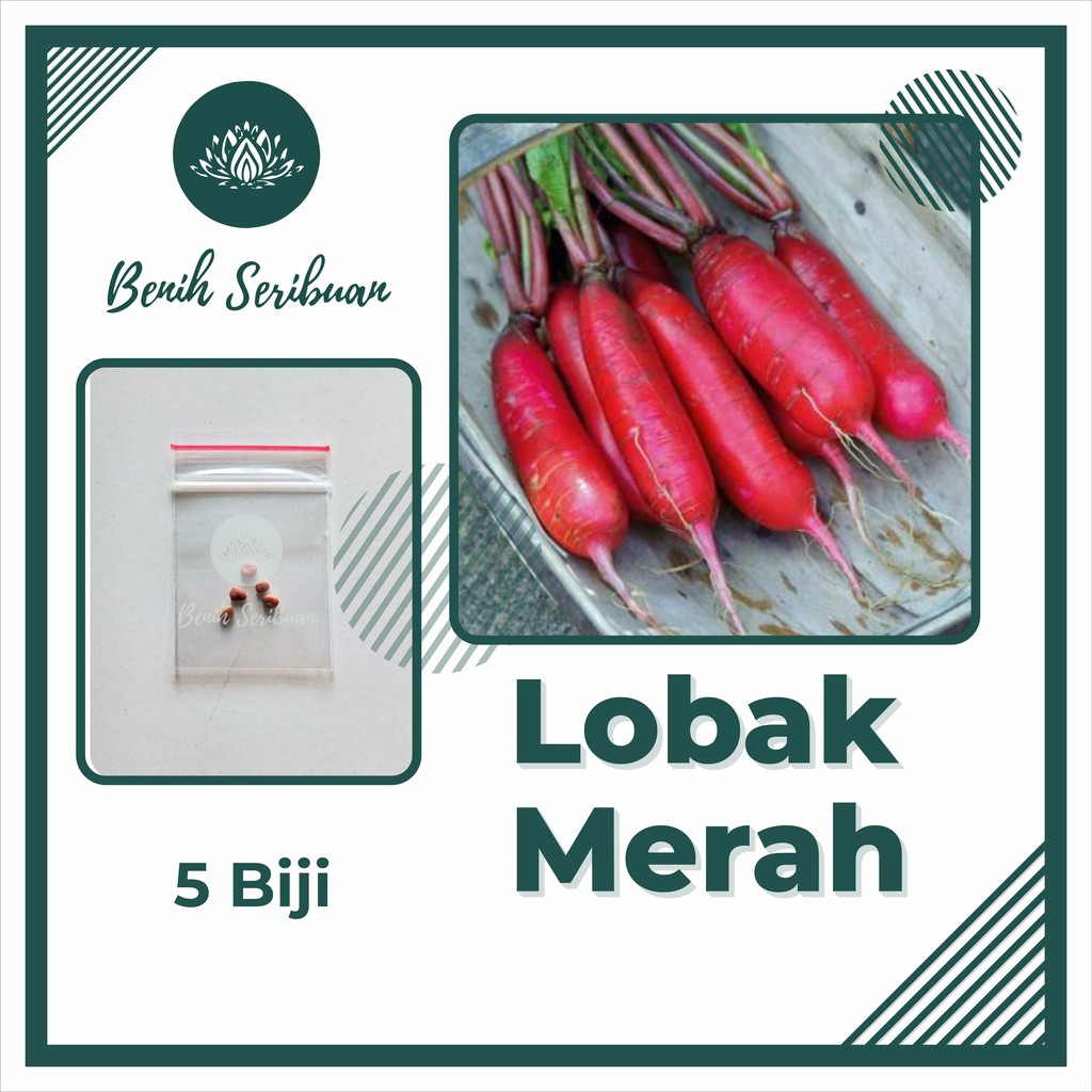 5 Benih Bibit Lobak Merah F1 Hibrida Rosy Sayuran Red Radish Known You Seed Tanaman Sayur Unggul