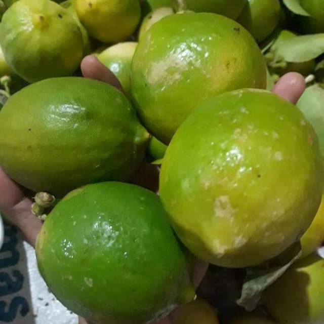 

Lemon lokal segar