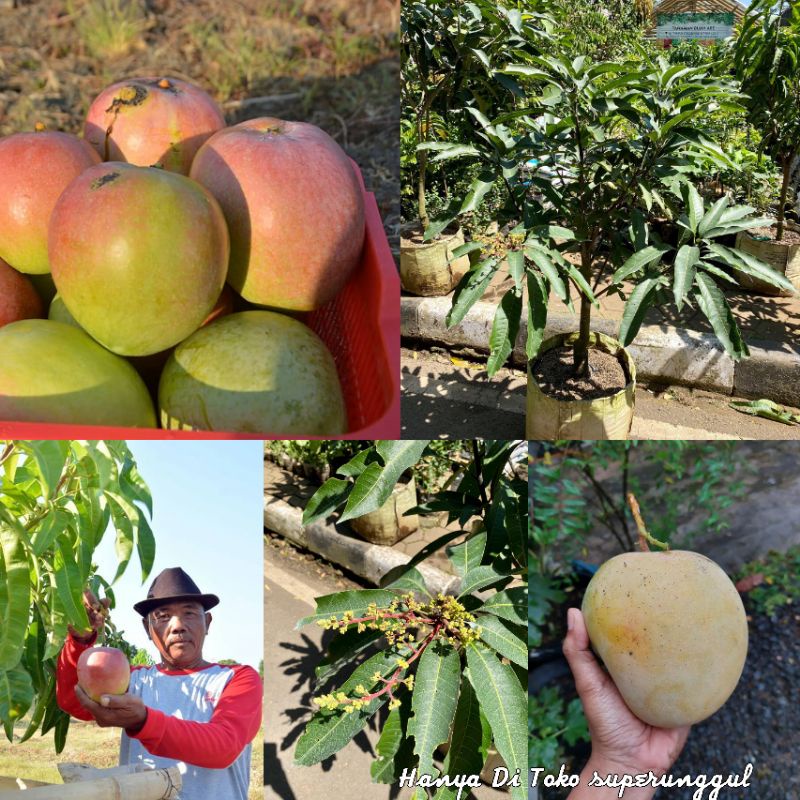 Bibit Mangga Agrimania