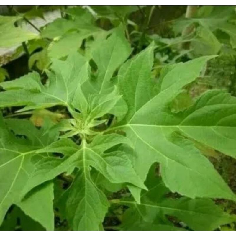 Bibit pohon insulin (Daun Kipahit) Tanaman herbal daun insulin