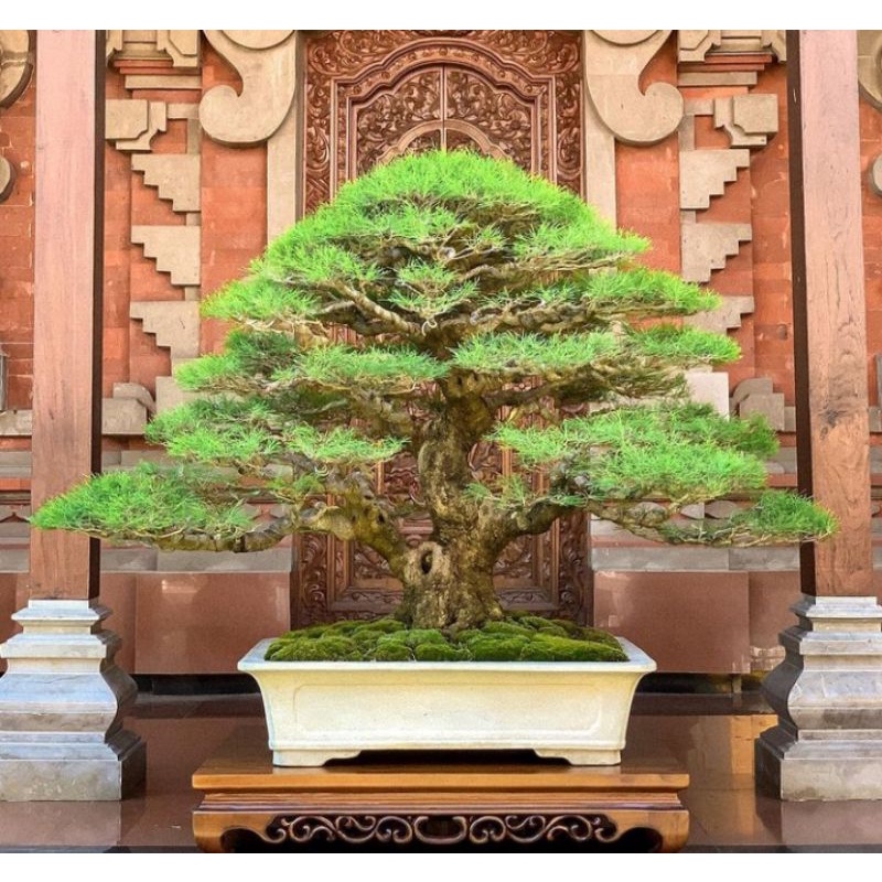 Tanamn hias Cemara udang / Bahan bonsai Cemara udang