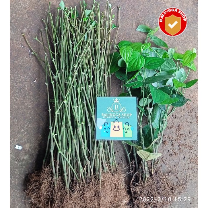 20 Bibit Lada India Sambung + 55 Melada