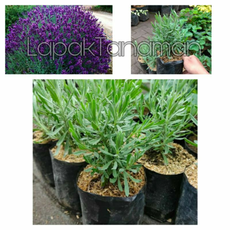 Tanaman Herbal Lavender Asli Gold Creek / English Lavender Pengusir Nyamuk