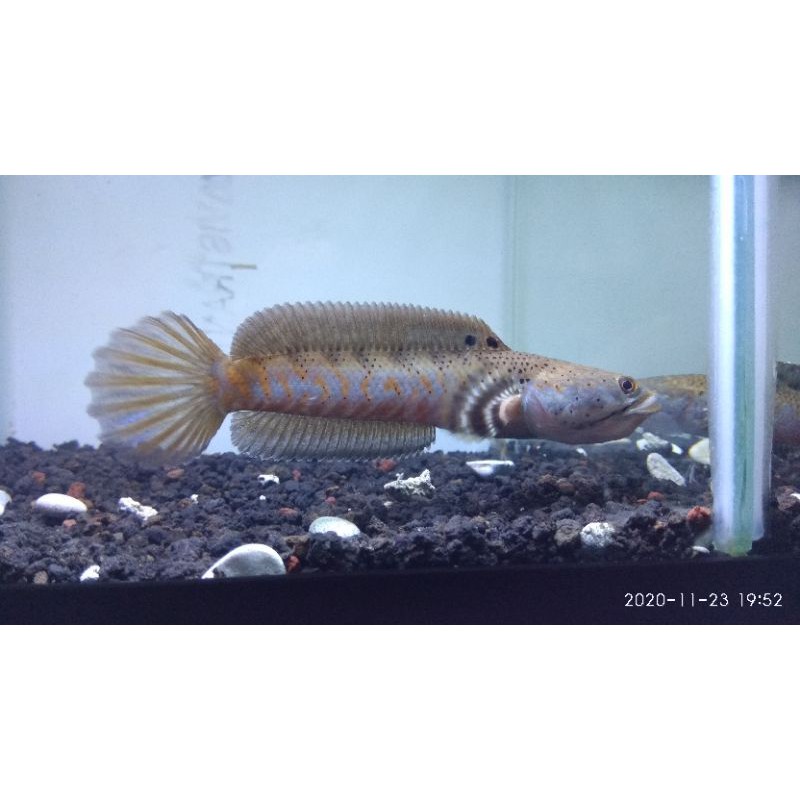 channa Pulchra red dot 13-14cm