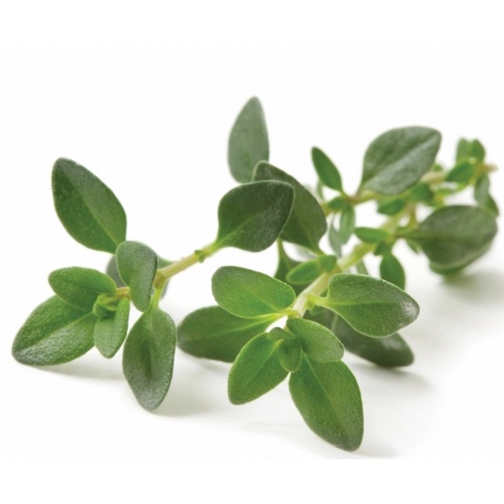 daun thyme segar 250 gram